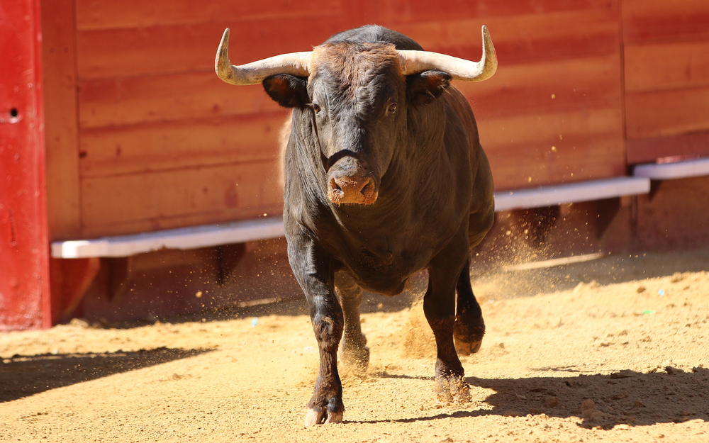 bull fight