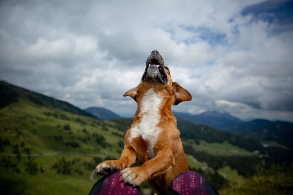 Dog howling