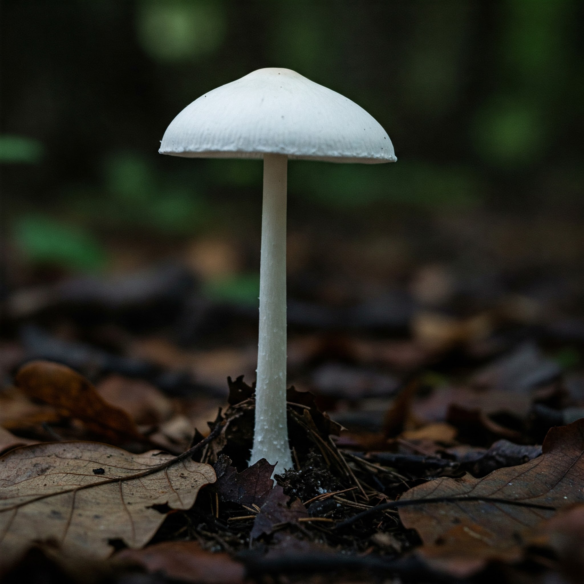 destroying angel mushroom