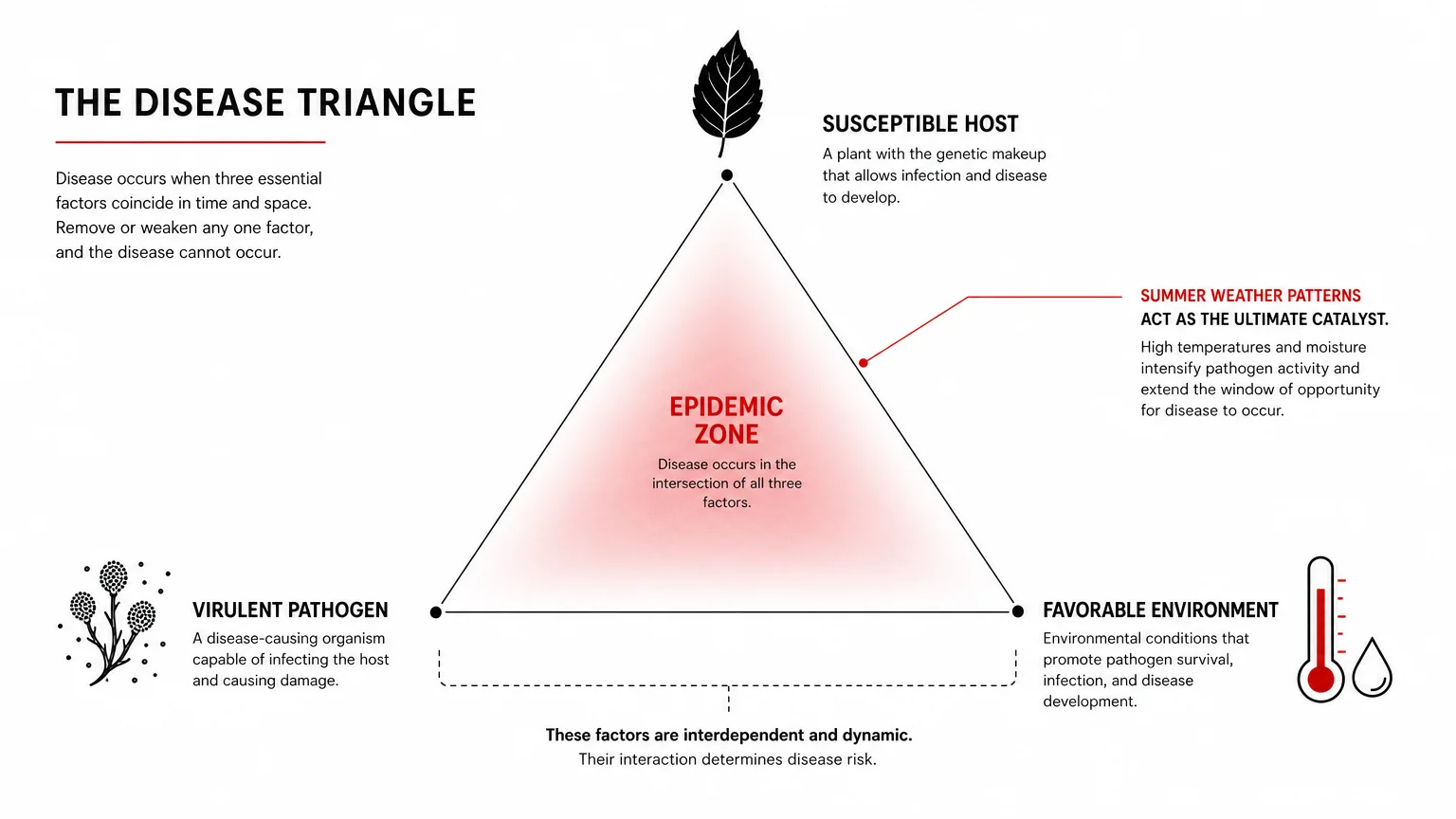 A minimalist diagram of the 'Disease Triangle' showing how a host, pathogen, and environment converge to create a plant disease epidemic.